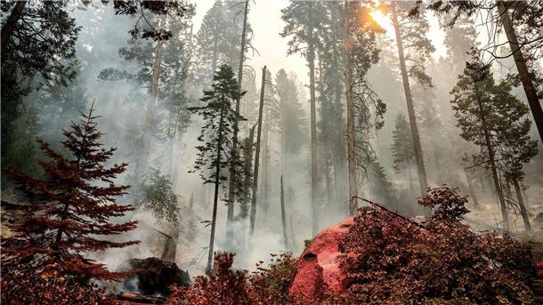 Ein Feuer brennt im Gebiet McKinley Grove im Sierra National Fores in Kalifornien