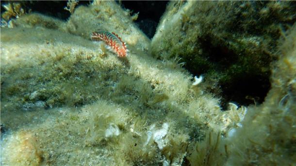 Ein Feuerwurm (Hermodice carunculata) zwischen Korallen im Meer.