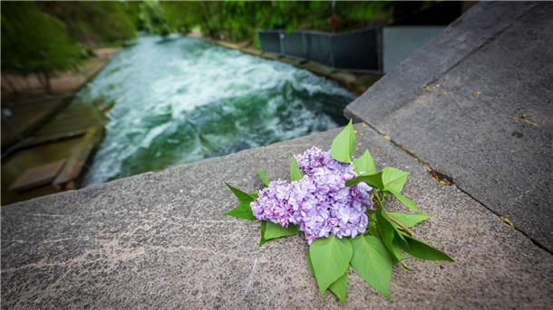 Eisbach-Unfall: Stadt verbietet Surfen „bis auf Weiteres“ Ein Fliederstrauch erinnert an den tödlichen Unfall.