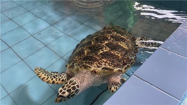 Ein freiwilliger Helfer steht vor einem Becken mit einer verletzten Echten Karettschildkröte. Diese Art ist vom aussterben bedroht.