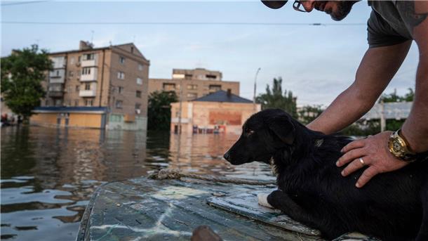Krieg gegen die Ukraine: So ist die Lage Ein Freiwilliger rettet einen Hund aus einem überfluteten Viertel in Cherson.