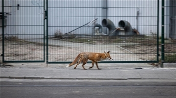 Ein Fuchs läuft durch die Straßen mitten in Berlin. 