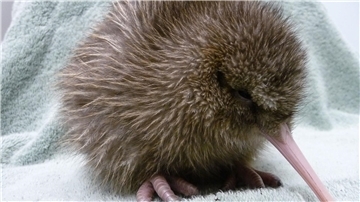 Ein fünf Tage alter Kiwi, geschlüpft im Jahrt 2010 an der südlichen Westküste Neuseelands. Der Kiwi ist ein flugunfähiger Vögel, der nur in Neuseeland heimisch ist.
