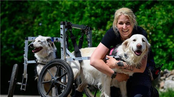Gnadenhof für gelähmte Hunde kämpft um das Überleben Ein Gnadenhof in der Lüneburger Heide nimmt behinderte und misshandelte Hunde auf. Wegen fehlender Spenden kämpft er um das Überleben.