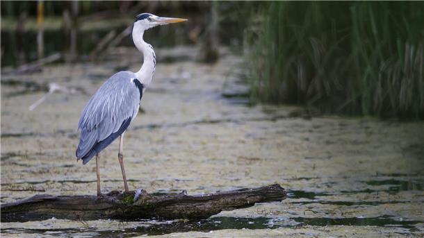 Am Wasser Beute fangen Ein Graureiher steht auf einem Ast.