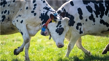 Rinder sind die größte Quelle für Treibhausgasemissionen Ein Großteil des Treibhausgasausstoßes der Landwirtschaft in Niedersachsen geht auf das Konto von Wiederkäuern wie Rindern oder Schafen. (Archivfoto)
