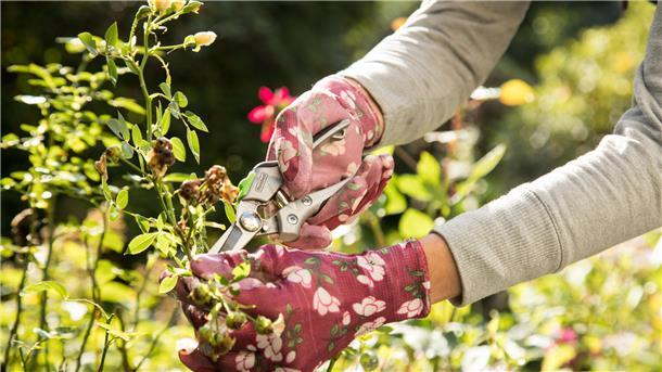 Das hilft gegen Pilzbefall: Gartenexperte beantwortet Fragen von Lesern Ein guter Schnitt ist bei Rosen im Herbst angesagt. Erforderlich ist er auch, wenn die Pflanzen von Rosenrost betroffen sind.