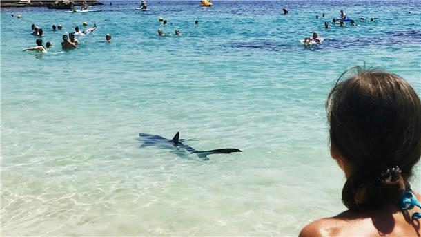 Urlaub unter Haien: Die Hotspots der Meeresjäger Ein Hai schwimmt durch flaches Wasser auf Mallorca und erschreckt Badegäste.