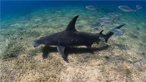 Wem es schmeckt, der bleibt Ein Hammerhai schwimmt durch das Meer vor den Bahamas. Eine neue Studie zeigt, dass sich dort einige der Tiere super wohlfühlen.