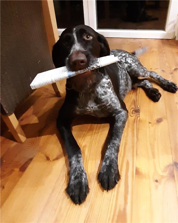 Mein Freund, der Zeitungshund: Jaghund bringt Zeitung zum Frühstück Ein Hund, der die Zeitung zwar wahrscheinlich nicht liest, aber mit Vergnügen bringt: Moritz