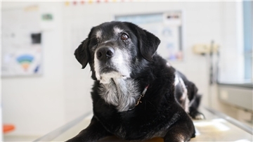 Ein Hund mit diagnostizierter Demenz sitzt in einem Behandlungsraum der Tierärztlichen Hochschule Hannover.
