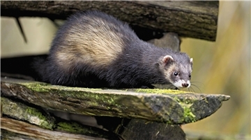 Weil während der Raubwildwoche des Hegerings Hagen auch ein Iltis erlegt wurde, üben Tierschützer heftige Kritik am Vorgehen der Jäger. 