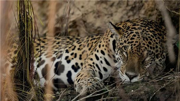 Bilder des Tages Ein Jaguar hält im Park Encontro das Aguas im Pantanal-Feuchtgebiet nahe dem brasilianischen Pocone ein Nickerchen.