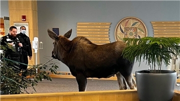 Ein junger Elch steht in einem Krankenhaus in Anchorage zwei Mitarbeitern gegenüber.