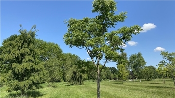 Ein junger Korkbaum in einem Park.