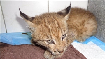 Ein junger Luchs liegt in einer Tierarztpraxis.
