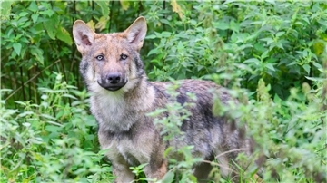Ein Wolf schaut interessiert.
