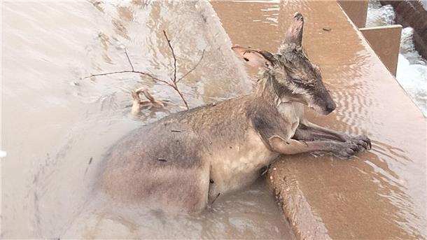 Jahrhundertflut in australischer Kimberley-Region Ein Känguru klammert sich in den Fluten in Kimberly an einen Vorsprung.