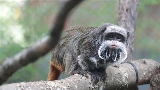 Ein Kaiserschnurrbarttamarin im Zoo von Dallas.