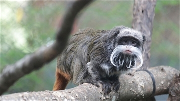 Ein Kaiserschnurrbarttamarin im Zoo von Dallas.