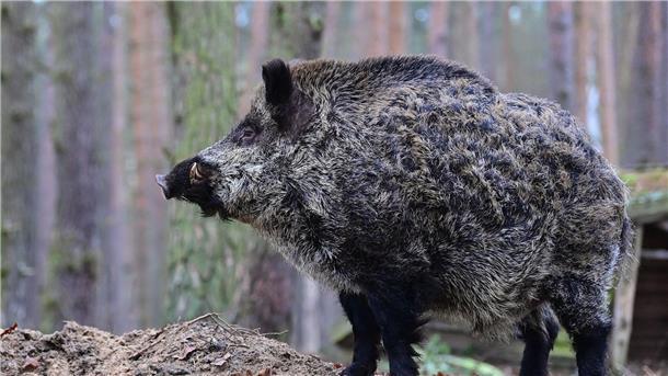 Wildschweine queren Straße und verursachen Unfall Ein Keiler steht im Gehege eines Wildparks.