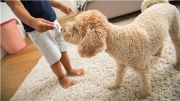 Ein Kind spielt mit einem Hund. Das kann glücklich machen. Doch ein Familienhund bedeutet auch Arbeit.