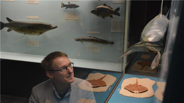 Ein Knochenfisch und ein Knorpelfisch: Paläontologe Prof. Dr. Thomas M. Kaiser sieht sich im Hamburger Museum der Natur das Modell eines Haies an. Der Forscher erklärt: Haie sind Knorpelfische, während Menschen biologisch-systematisch zu den Knochenfischen zählen.