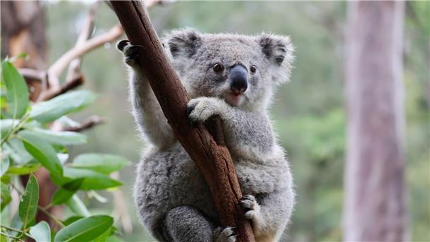 Koalas und Co. in Not: Australien will Artensterben stoppen Ein Koala im australischen Mongo Valley Wildlife Sanctuary.