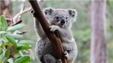 Ein Koala im australischen Mongo Valley Wildlife Sanctuary.