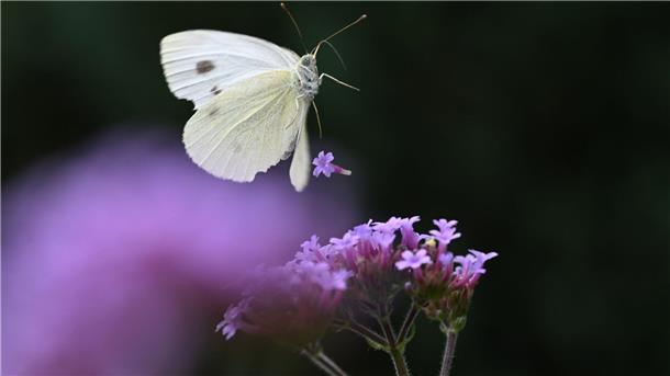 Ein Kohlweißling fliegt auf eine Blume. 