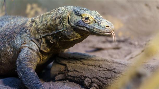 Ein Komodowaran sitzt in seinem Terrarium. 