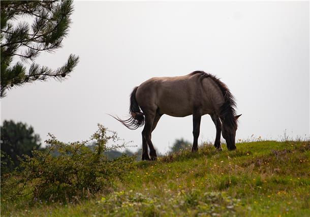 Ein Konik in den Cuxhavener Küstenheiden. Insgesamt zählt die Herde derzeit rund...