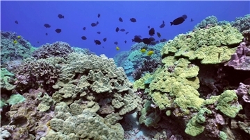 Ein Korallenriff vor der Insel Hawaii.