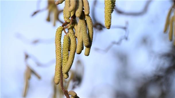 Intensiver Start in die Pollensaison Ein Korkenzieher-Haselnuss-Strauch: Vor allem in Städten ist zu beobachten, dass Pflanzen bei einer hohen Schadstoffkonzentration mehr Pollen produzieren.