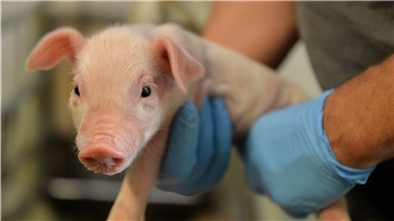 Ein Landwirt versorgt ein Ferkel - so gut geht es nicht allen Tieren. In der Wesermarsch kam es 2019 zu Misshandlungen von Nutztieren.