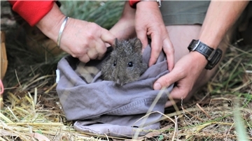 Ein Langschnauzen-Kaninchenkänguru bei der Auswilderung in Australien.
