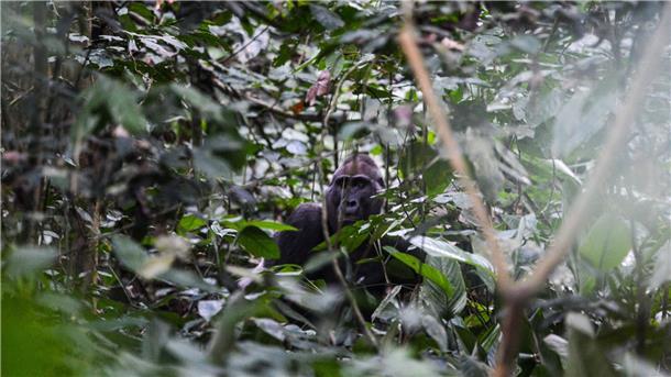 Ein männlicher Gorilla in der Republik Kongo.