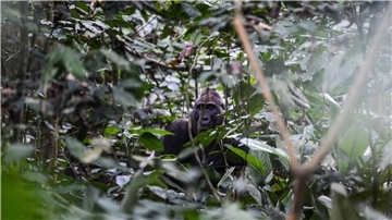 Ein männlicher Gorilla in der Republik Kongo.