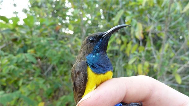 Ein männlicher Wakatobi-Nektarvogel (Cinnyris infrenatus).