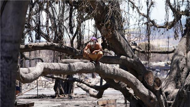Ein Mann sitzt in Lahaina, Hawaii, auf einem historischen Banyanbaum, der durch einen Waldbrand beschädigt wurde.