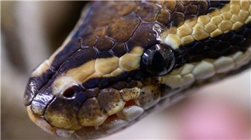 Ein Mann wollte 47 Pythons in Indien einschmuggeln (Archivbild).