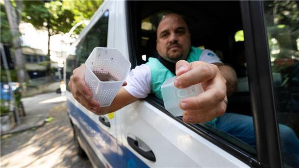 Studie: Klimawandel verschärft Ausbreitung des Denguefiebers Ein Mitarbeiter des brasilianischen Instituts Fiocruz setzt in Rio de Janeiro Gelbfiebermücken aus, die mit Wolbachia-Bakterien modifiziert wurden. (Archivbild)