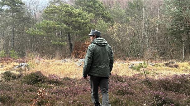 Kein Ende im Streit um Bären im Trentino Ein Mitarbeiter des Forstkorps im Trentino untersucht ein Waldstück. Im Trentino leben durch ein erfolgreiches Wiederansiedlungsprojekt wieder Braunbären.
