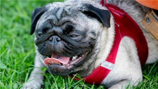 Kranke Modehunde? Forscher prangert Zucht-Trends an Ein Mops mit einer kurzen Nase leidet nicht selten unter Atemnot.