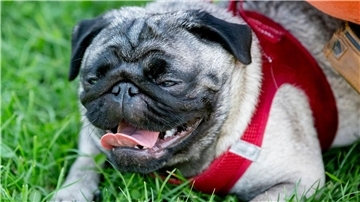 Ein Mops während des 10. Internationalen Berliner Mopstreffen im August 2019.