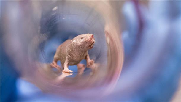 Ein Nacktmullweibchen im Labor der Pittsburgh School of Medicine. Die Königin einer Nacktmull-Kolonie kann bis ins hohe Alter Nachwuchs bekommen.