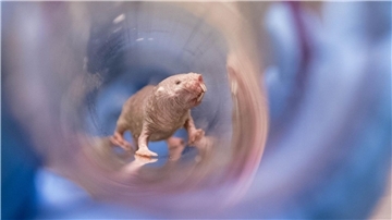 Ein Nacktmullweibchen im Labor der Pittsburgh School of Medicine. Die Königin einer Nacktmull-Kolonie kann bis ins hohe Alter Nachwuchs bekommen.