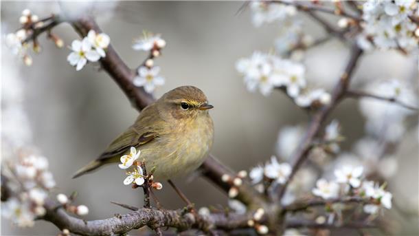 Artenvielfalt: Sechs Tipps für mehr Leben im naturnahen Garten Ein Naturgarten bietet viele Entfaltungsmöglichkeiten für Tiere.