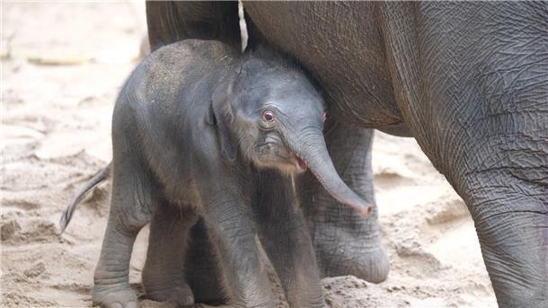 Ein noch namenloses Elefantenbaby steht im Zoo bei der Herde. Leitkuh Kewa hat am frühen Samstagmorgen eine Tochter zur Welt gebracht.