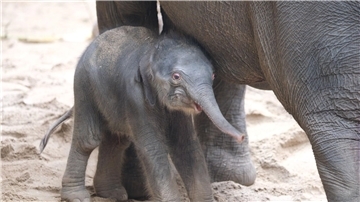 Ein noch namenloses Elefantenbaby steht im Zoo bei der Herde. Leitkuh Kewa hat am frühen Samstagmorgen eine Tochter zur Welt gebracht.